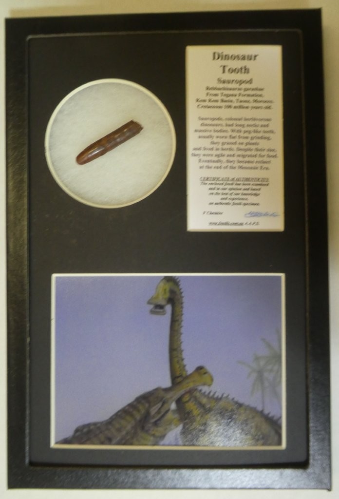Boxed Sauropod tooth.